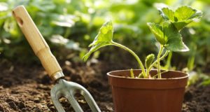 The Many Benefits Of Gardening You’ve Never Considered