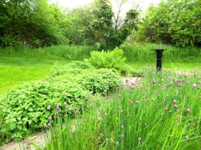 herbs feature -- herb garden