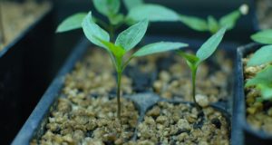 Seed Starting: How To Get Virtually Anything To Grow Indoors