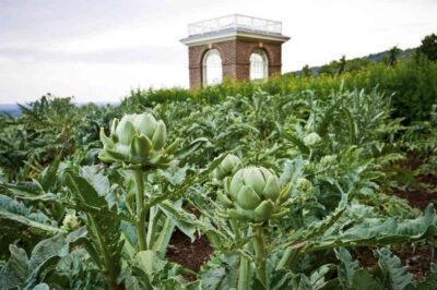 perennial vegetables 