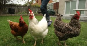Bird Flu Outbreak: Are Backyard Chickens Safe?