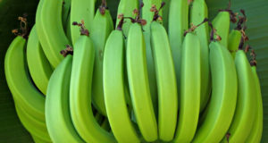How To Grow Bananas — No Matter Where Your Live