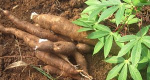 Cassava: The Drought-Resistant ‘Super Survival’ Plant That Can Feed Everyone