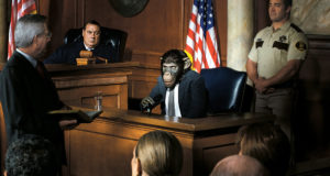 US Court To Decide If Chimps Have Human Rights