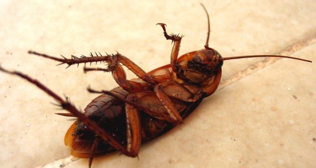 8 All Natural Ways To Rid Your Home Of Roaches Off The Grid News