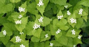 Garlic Mustard: The Super-Nutritious Edible ‘Weed’ You Probably Mow Over