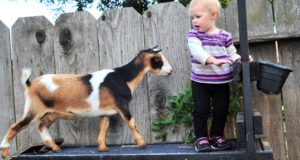 Town Threatens Mom With $1,000-Per-Day Fine If She Keeps Goats Needed To Feed Her Babies