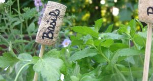 The 5 Best Herbs To Grow In The Garden?