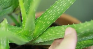 5 Off-Grid Reasons Everyone Should Be Growing Aloe Vera
