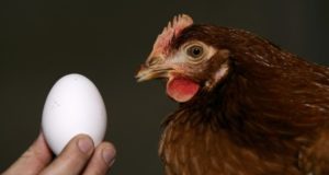 How To Get Chickens To Stop Eating Their Eggs