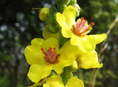 Mullein