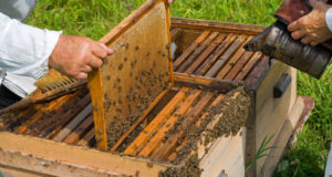 6 Sweet Reasons Every Homesteader Should Raise Bees