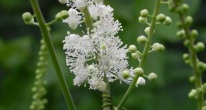 Black Cohosh: The Native American ‘Miracle Herb’ For Women’s Health