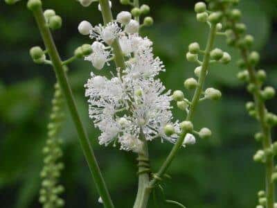 black cohosh -- herbalheresyDOTcom