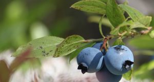 4 Perennial Berries You Can Plant Once And Enjoy For A Lifetime