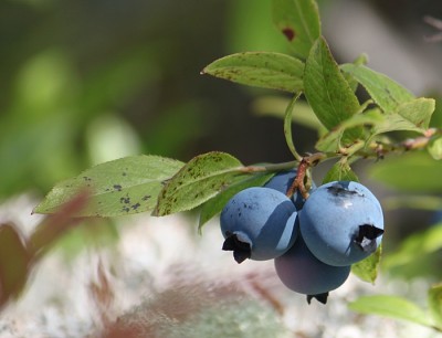 Perennial Berries 