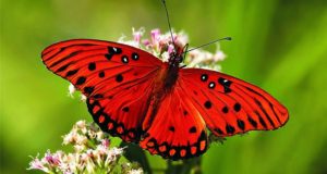 10 Flowers That Will Attract Colorful Butterflies To Your Garden