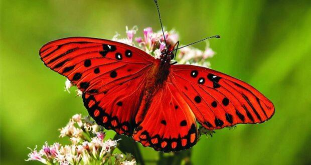 10 Flowers That Will Attract Colorful Butterflies To Your Garden