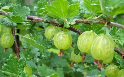 Perennial Berries