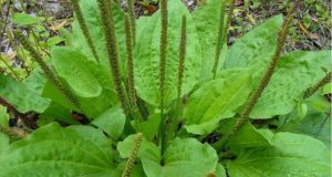 Plantain: The Ugly Little Edible ‘Weed’ That Heals And Soothes