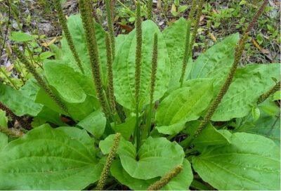 plantain leaves