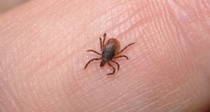 How To Keep Ticks Off (And What To Do When One Bites)