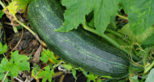 Zucchini: The Super-Abundant Easy-To Grow Plant Every Garden Needs