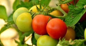 Troubleshooting All Of Your Tomato Problems