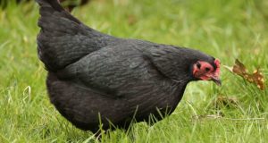 The 8 Best Egg-Laying Breeds Of Backyard Chickens