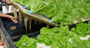 The Easy Off-Grid Way To Start An Aquaponics System