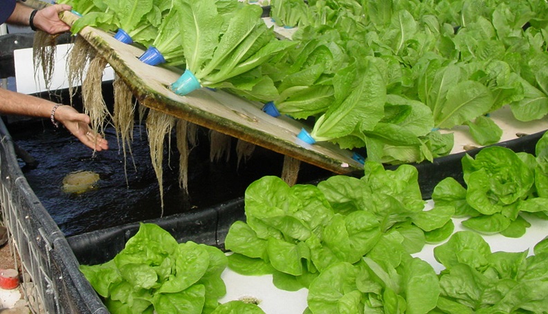 The Easy Off-Grid Way To Start An Aquaponics System - Off ...