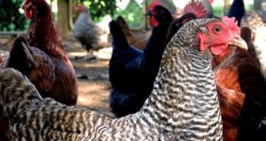 The CDC Just Acknowledged What We All Fear About Bird Flu