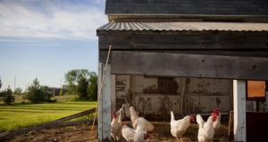 How To Build A Low-Cost, Durable Chicken Coop From Reclaimed Materials
