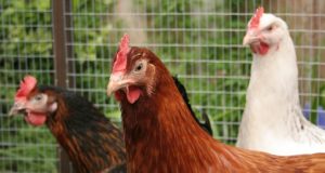 Deep Litter: The Simplest And Easiest Way To Raise Chickens