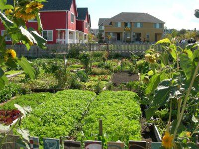 Community Garden Image source: wikipedia