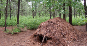 4 ‘Lost-In-The-Woods’ Shelters Every Survivalist Should Know How To Build
