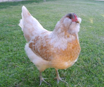 Easter Egger. Image source: mypetchickens.com