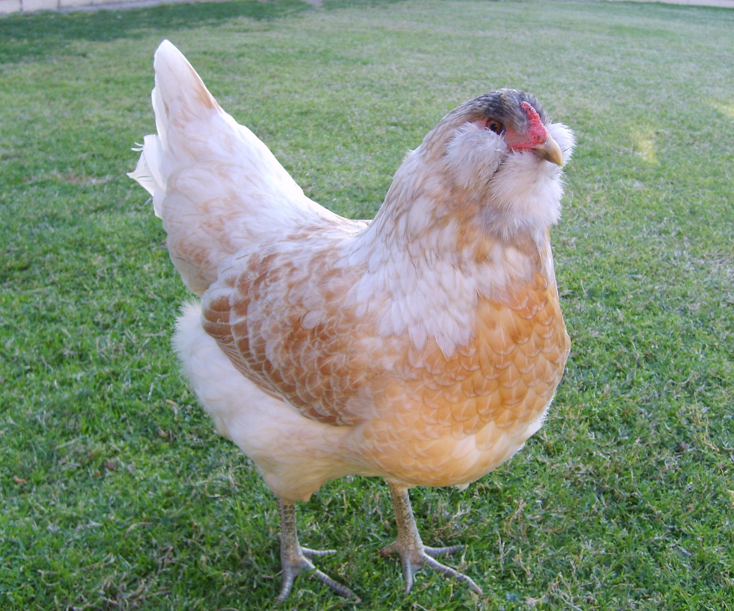 The 8 Best Egg Laying Breeds Of Backyard Chickens Off The Grid News