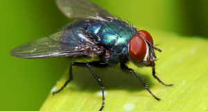 All-Natural Tricks To Rid Your Yard Of Insects