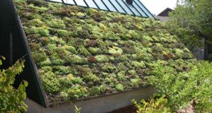 Green Roofs: The Space-Saving Secret To Growing Your Own Food