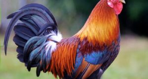 3 Reasons Your Flock Needs A Rooster (And 3 Reasons It Doesn’t)