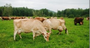 Rotational Grazing: The Secret To Healthier Livestock, Richer Soil, And More Money In Your Pocket