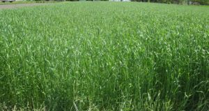 5 Cover Crops That Will Deliver Richer Soil And Fewer Pests