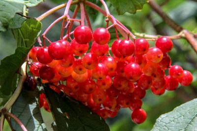 Cramp bark berries. Image source: pixabay.com