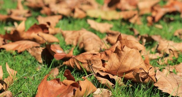 Autumn Leaves: ‘Miracle Mulch’ For Your Spring Garden