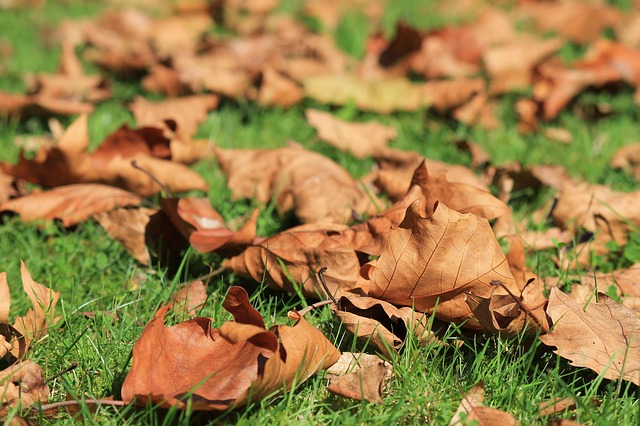 Mulch leaves