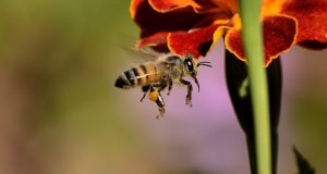 The EPA And Dow Just Lost A HUGE Court Ruling … And Bees Are Happy