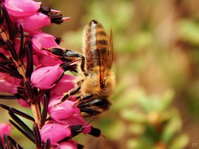 The EPA Just Lost A HUGE Court Ruling ... And Bees Are Happy 
