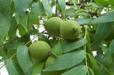 Black Walnuts: How To Crack And Cook With Nature’s Toughest Nut