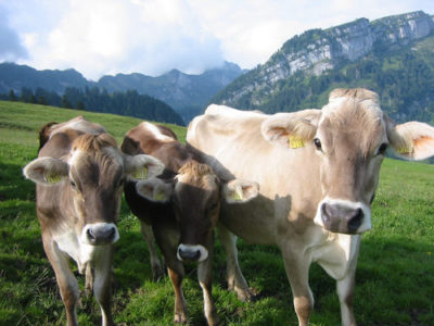 The 5 Best Dairy Cattle Breeds For The Homestead